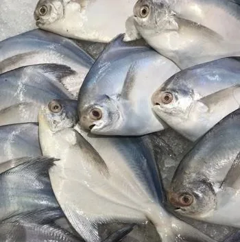 Sea Food Supply