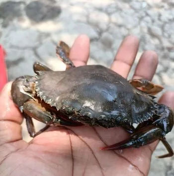 নরম কাকড়া