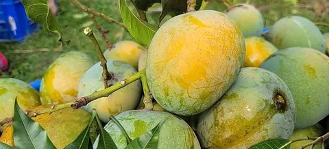 আম হিম সাগর