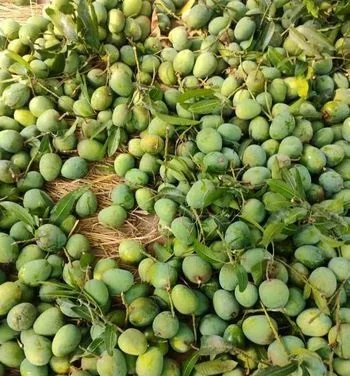 হিমসাগর আম