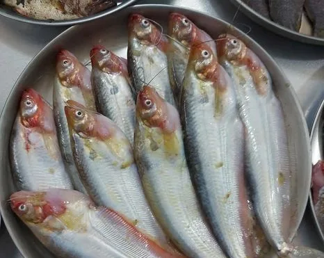 নদীর মাছ