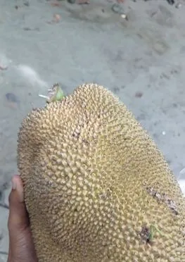 কাঠাল