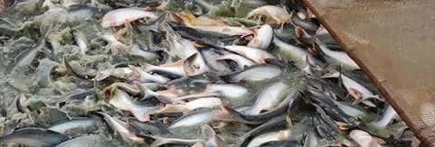 পুকুরের পাঙ্গাস ও শিং মাছ