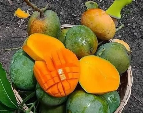 রাজশাহীর আম