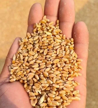400 মন গম