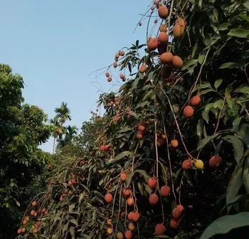 লিচু বিক্রি করা হয়