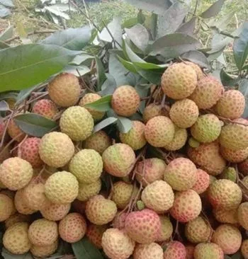 রাজশাহীর মিষ্টি ও টাটকা লিচু