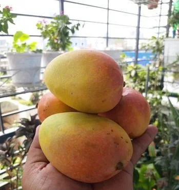Mango Sell
