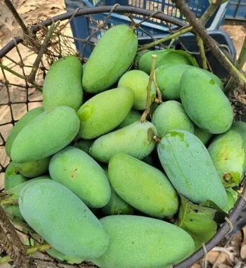 কাঁচা মিঠা আম