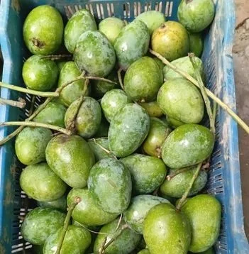 Fresh Mango