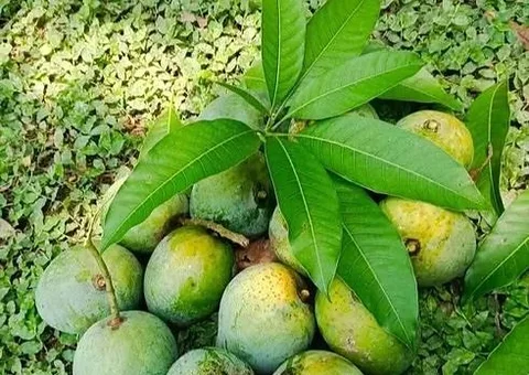 হিমসাগর আম