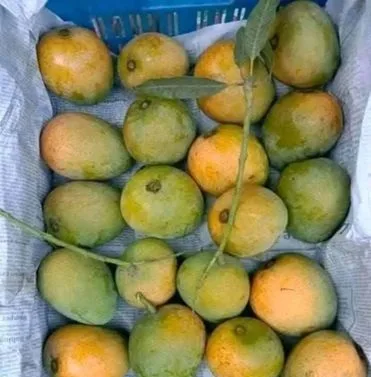 গোপালভোগ আম