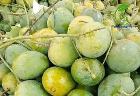 গোপালভোগ আম