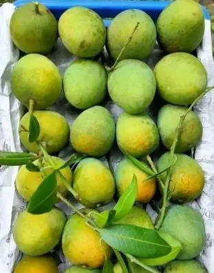 কেজিতে হিমসাগর আম