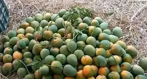 আম