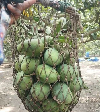 অর্গানিক আম