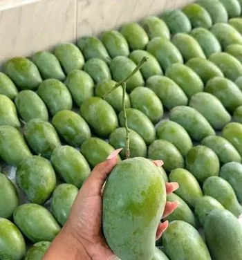 রাজশাহীর সুস্বাদু আম