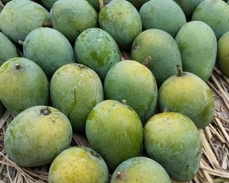 রাজশাহীর গোপালভোগ আম