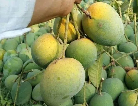 গোপালভোগ আম
