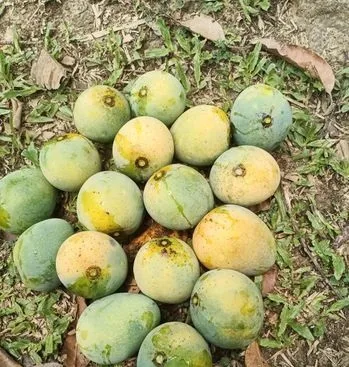 গোপালভোগ আম