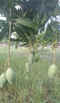 গোপালভোগ আম
