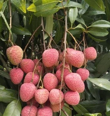 ফ্রেশ লিচু