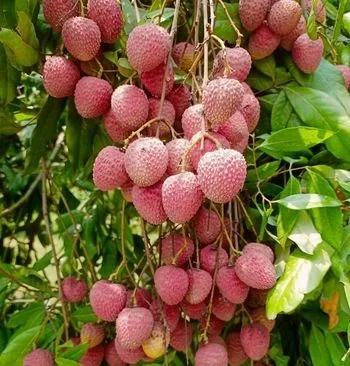 বোম্বাই লিচু