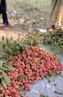 রাজশাহীর বোম্বাই লিচু।