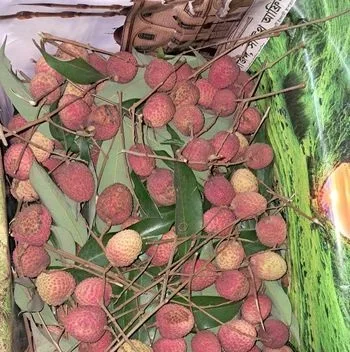 রাজশাহীর বিখ্যাত লিচু