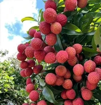 মাদ্রাজি লিচু