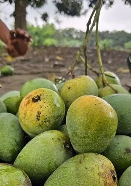গোপালভোগ আম