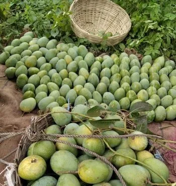 আম