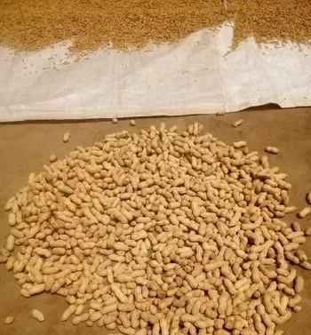 বাদাম