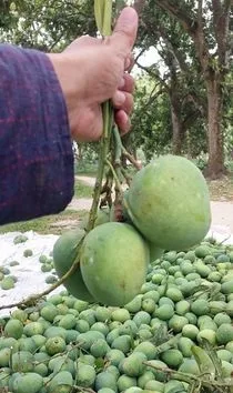 হিমসাগর আম