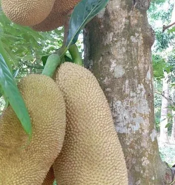 সুস্বাদু কাঁঠাল