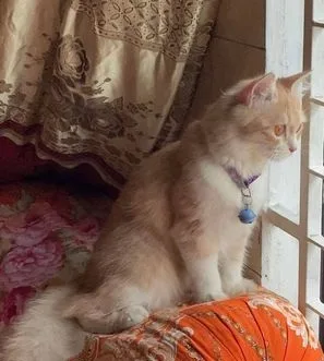 Persian Cat Female