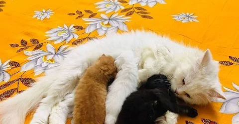 Persian female cat