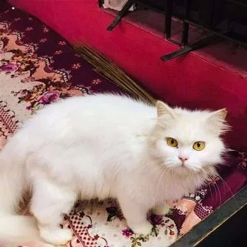 Persian Female Cat