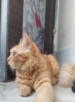 cat