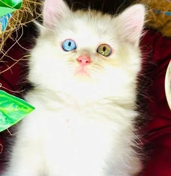 Traditional Persian