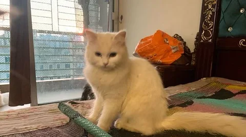 traditional persian