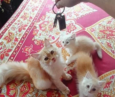 male cat