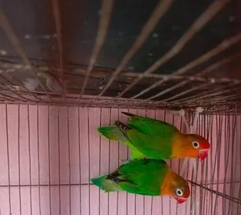 লাভ বার্ড