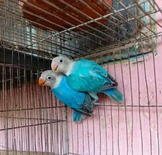 লাভ বার্ড