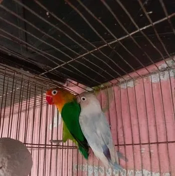 ডিম সহ লাভ বার্ড