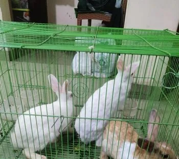3 টি খরগোশ