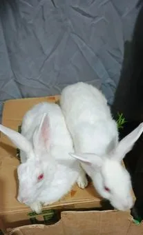 একজোড়া খরগোশ