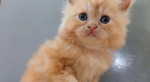 Persian Cat