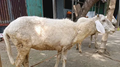 গাড়ল বা মেষ