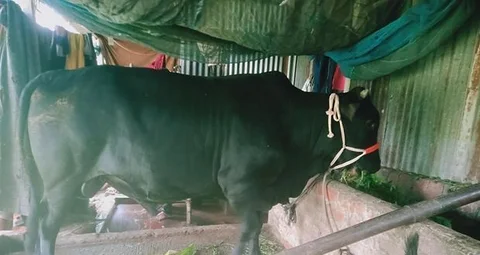 কুরবানির জন্য বিক্রি হবে